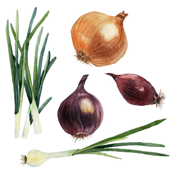 Watercolor set of vegetables. Onions. Vector