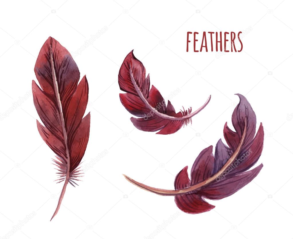 Set of watercolor feathers. Vector