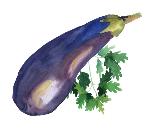 Légumes aquarelle. Aubergines et persil . — Image vectorielle