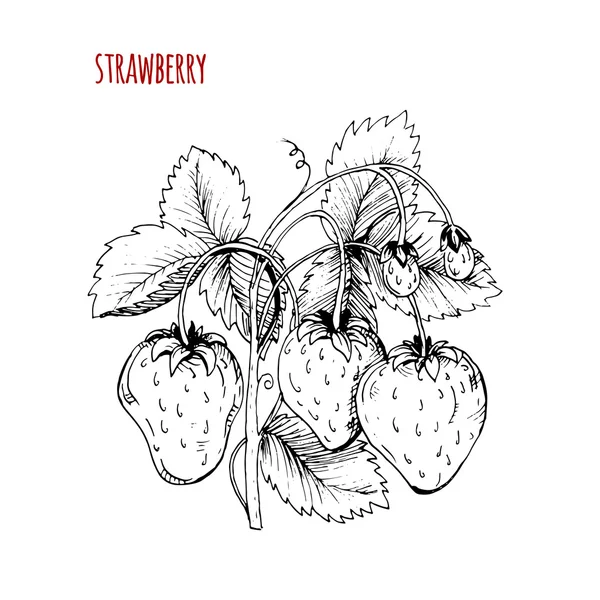 Dessin aux fraises. Un buisson de fraises sur fond blanc. Végétaux — Image vectorielle