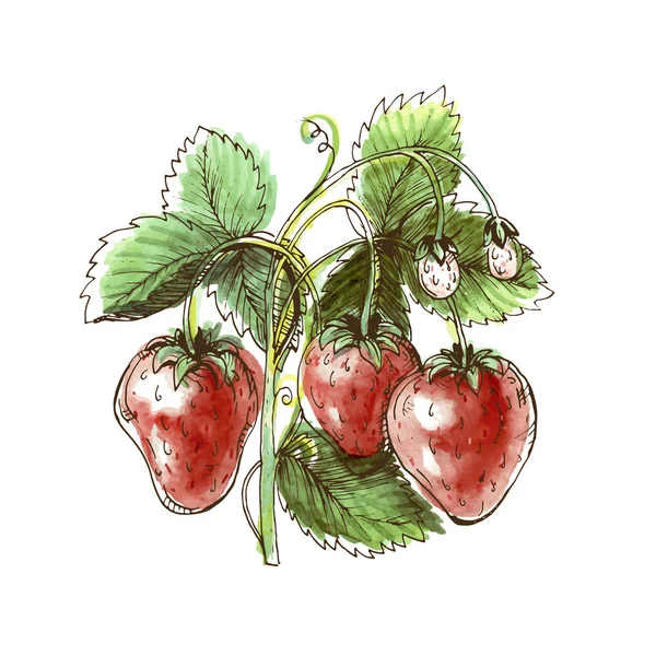 Aquarell-Zeichnung von Erdbeere. Erdbeere auf weißem Hintergrund — Stockvektor