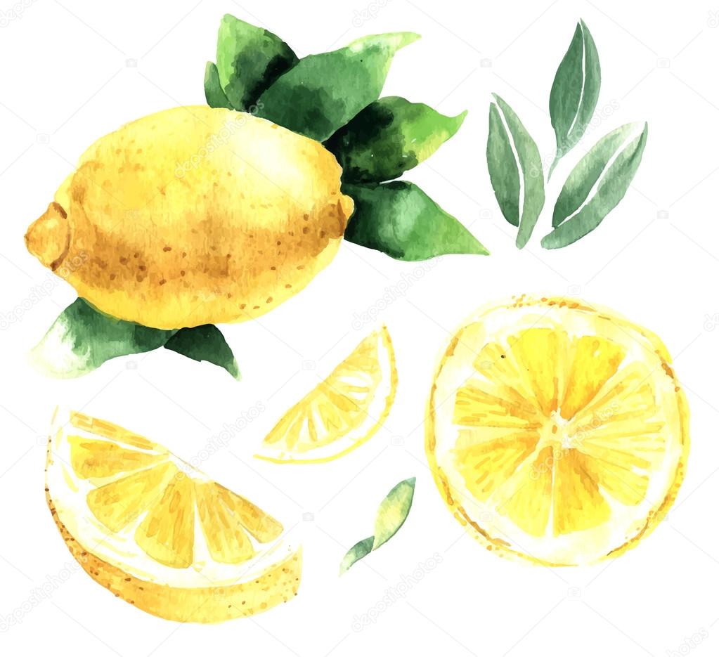 Watercolor set of lemons. Lemon segments, juicy lemon. Vector il