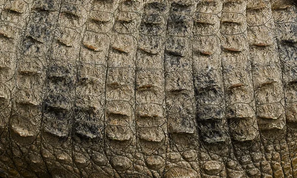 timsah derisi dokusunu