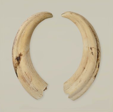kocaman
