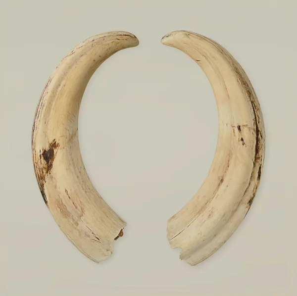 Tusks — Stock Photo, Image