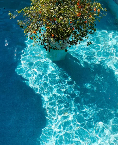 Albero Mandarino Mezzo Alla Piscina — Foto Stock