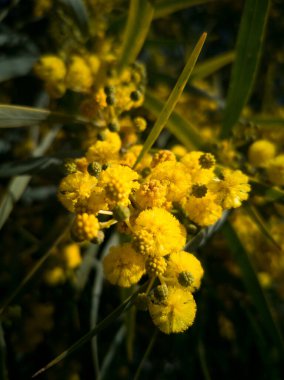 Bahar çiçekli mimozalar..