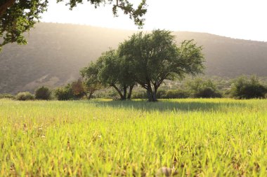 Tarlada Argan ağaçları.