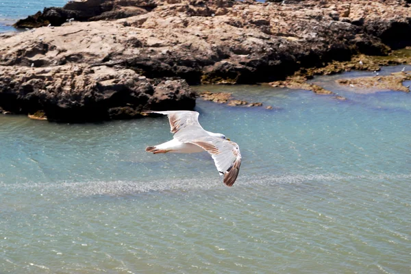 エッサウィラ. — ストック写真