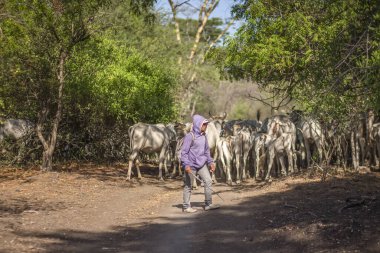 Baluran Ulusal Parkı, Doğu Java, Endonezya 'da vahşi yaşam.