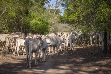 Baluran Ulusal Parkı, Doğu Java, Endonezya 'da vahşi yaşam.