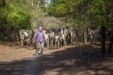 Baluran Ulusal Parkı, Doğu Java, Endonezya 'da vahşi yaşam.