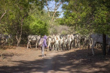 Baluran Ulusal Parkı, Doğu Java, Endonezya 'da vahşi yaşam.