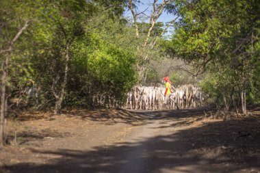 Baluran Ulusal Parkı, Doğu Java, Endonezya 'da vahşi yaşam.