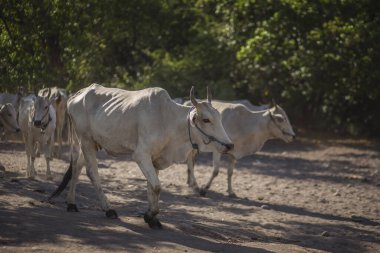 Baluran Ulusal Parkı, Doğu Java, Endonezya 'da vahşi yaşam.