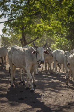 Baluran Ulusal Parkı, Doğu Java, Endonezya 'da vahşi yaşam.