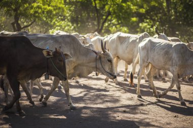 Baluran Ulusal Parkı, Doğu Java, Endonezya 'da vahşi yaşam.