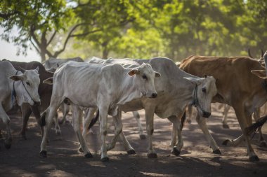 Baluran Ulusal Parkı, Doğu Java, Endonezya 'da vahşi yaşam.
