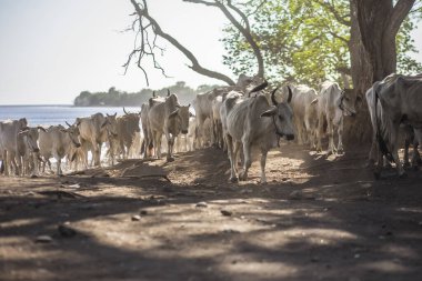 Baluran Ulusal Parkı, Doğu Java, Endonezya 'da vahşi yaşam.