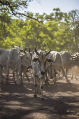 Baluran Ulusal Parkı, Doğu Java, Endonezya 'da vahşi yaşam.