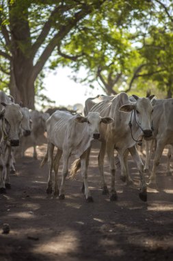 Baluran Ulusal Parkı, Doğu Java, Endonezya 'da vahşi yaşam.