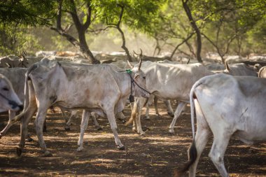 Baluran Ulusal Parkı, Doğu Java, Endonezya 'da vahşi yaşam.