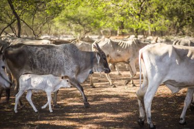 Baluran Ulusal Parkı, Doğu Java, Endonezya 'da vahşi yaşam.