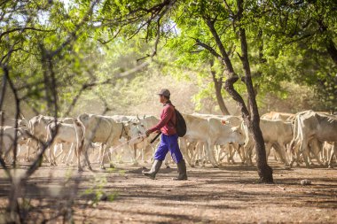 Baluran Ulusal Parkı, Doğu Java, Endonezya 'da vahşi yaşam.
