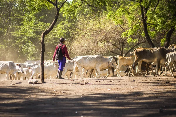 Vida Silvestre Parque Nacional Baluran Java Oriental Indonesia — Foto de Stock