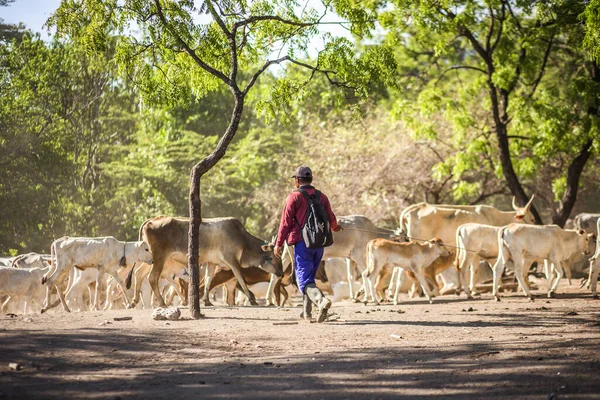 Vida Silvestre Parque Nacional Baluran Java Oriental Indonesia — Foto de Stock