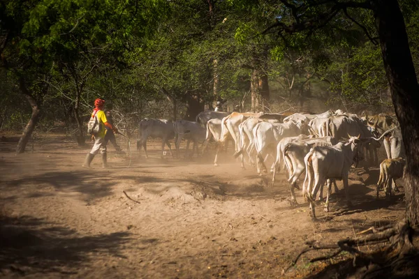 Baluran Ulusal Parkı, Doğu Java, Endonezya 'da vahşi yaşam.