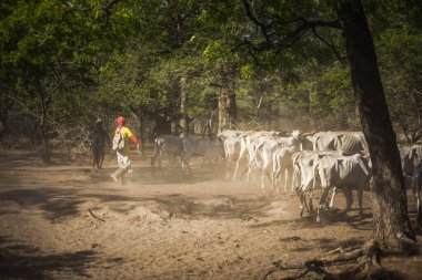 Baluran Ulusal Parkı, Doğu Java, Endonezya 'da vahşi yaşam.