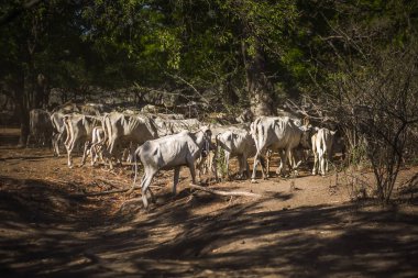 Baluran Ulusal Parkı, Doğu Java, Endonezya 'da vahşi yaşam.
