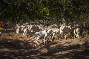 Baluran Ulusal Parkı, Doğu Java, Endonezya 'da vahşi yaşam.