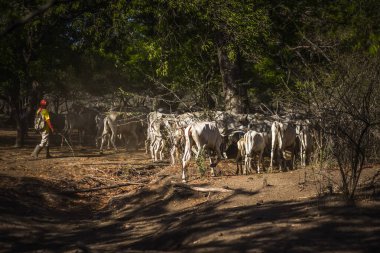 Baluran Ulusal Parkı, Doğu Java, Endonezya 'da vahşi yaşam.