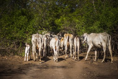 Baluran Ulusal Parkı, Doğu Java, Endonezya 'da vahşi yaşam.