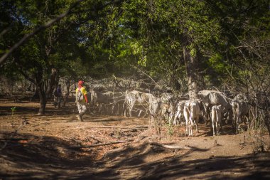 Baluran Ulusal Parkı, Doğu Java, Endonezya 'da vahşi yaşam.