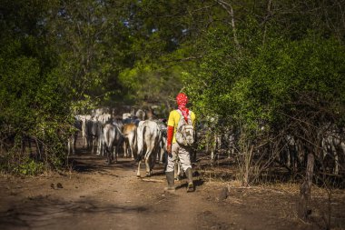 Baluran Ulusal Parkı, Doğu Java, Endonezya 'da vahşi yaşam.