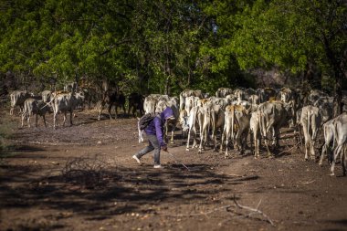 Baluran Ulusal Parkı, Doğu Java, Endonezya 'da vahşi yaşam.