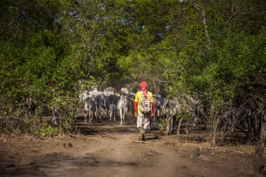 Baluran Ulusal Parkı, Doğu Java, Endonezya 'da vahşi yaşam.