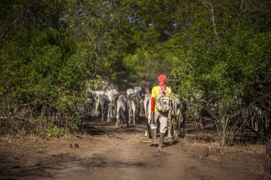 Baluran Ulusal Parkı, Doğu Java, Endonezya 'da vahşi yaşam.