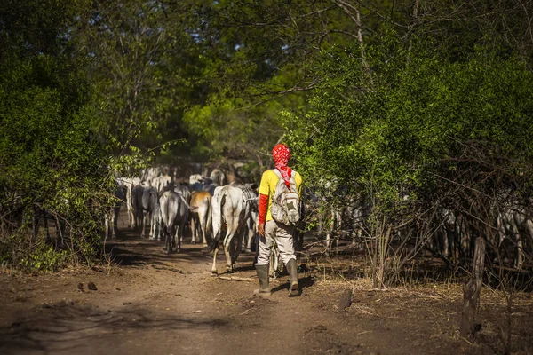 Baluran Ulusal Parkı, Doğu Java, Endonezya 'da vahşi yaşam.