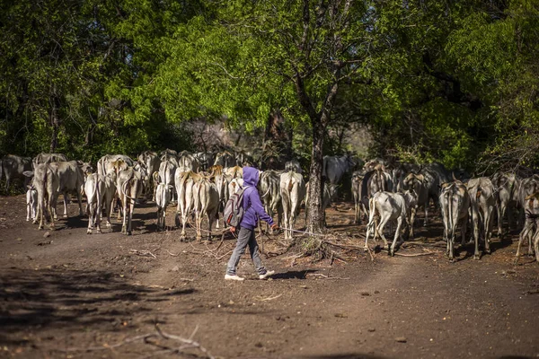 Baluran Ulusal Parkı, Doğu Java, Endonezya 'da vahşi yaşam.