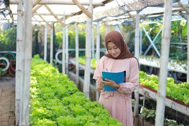 Asyalı Müslüman kız köydeki hidrofonik sebze bahçesinin gelişimini kaydetti.