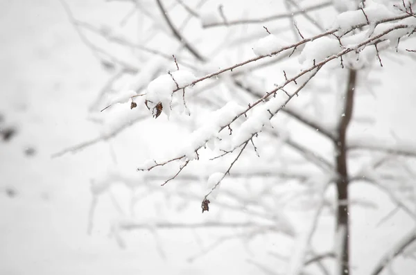 冬には 木の枝は雪で覆われています — ストック写真