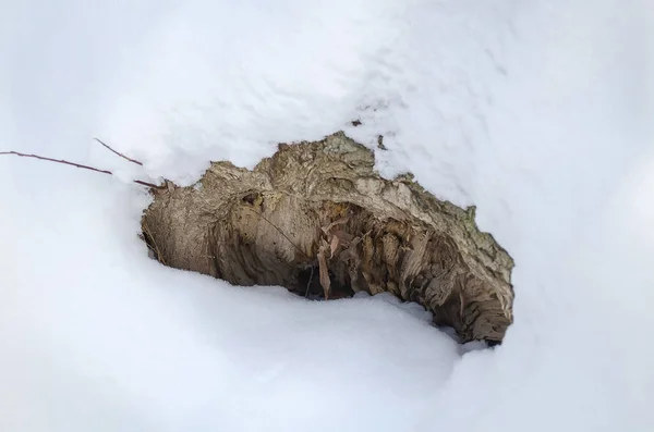 冬に雪の中の木の下で列を作る — ストック写真