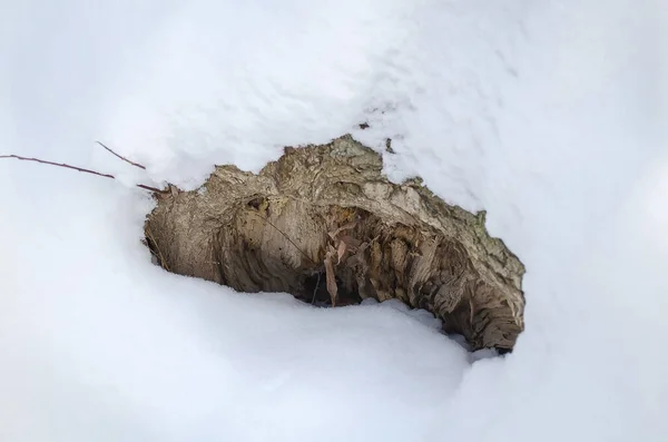 Áss Egy Alá Télen Hóban — Stock Fotó