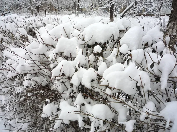 冬に雪に覆われた裸の枝を持つブッシュ — ストック写真