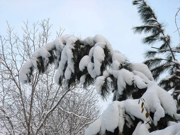 Fenyőágat Télen Vastag Hóréteg Borítja — Stock Fotó
