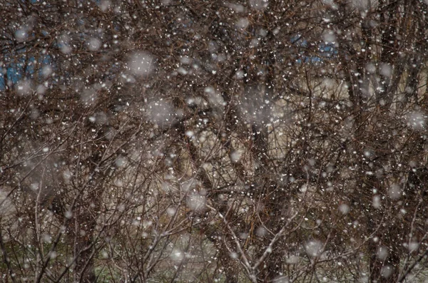 Verschwommene Schneeflocken Winter Vor Dem Hintergrund Brauner Kahler Bäume Und — Stockfoto